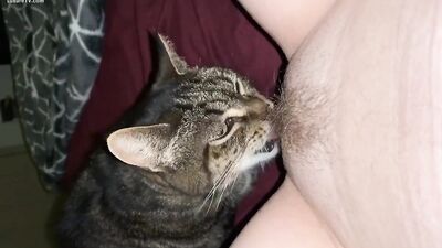 Cat licking pussy