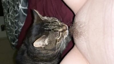 Cat licking pussy