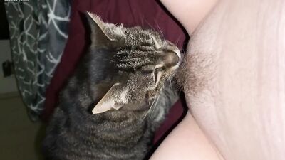 Cat licking pussy