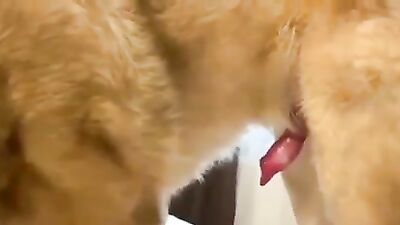Beautiful Woman Fucks A Dog Then Gives Him A Blow Job