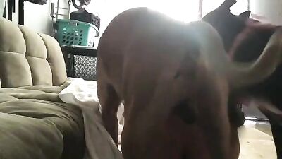 Amateur aand two dogs