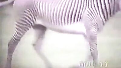 Zebra Tripé