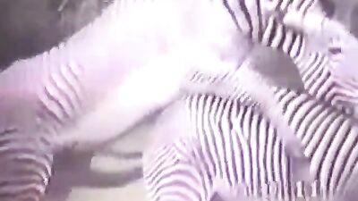 Zebra Tripé