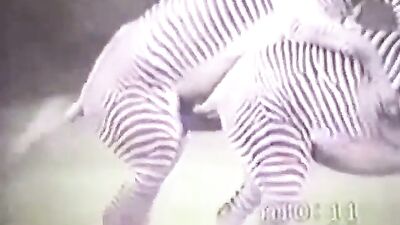 Zebra Tripé