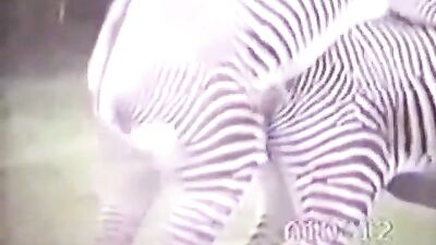 Zebra Tripé