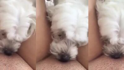 White dog lick