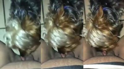 Yorkie lick