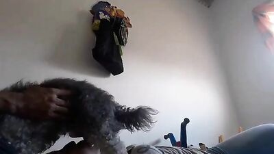 Sucking dog cock