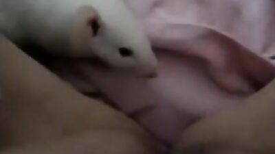 Rat licks pussy