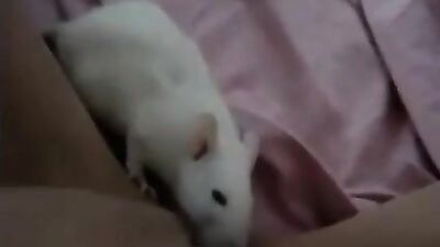 Rat licks pussy