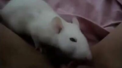 Rat licks pussy