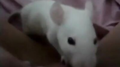 Rat licks pussy