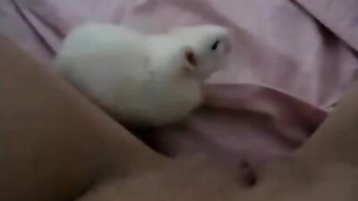 Rat licks pussy