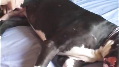 redhair amature sucking the dog
