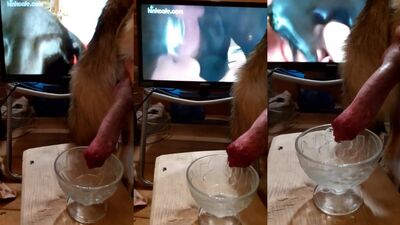 My dog 3