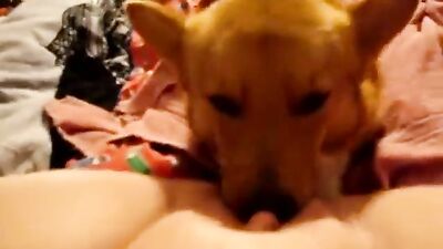 Licking in Bed
