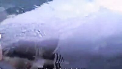 masturbating a female dolphin