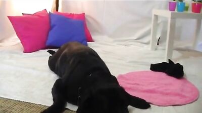 Lise Drinks Dog Cum