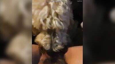 loud moaning teen gets hairy pussy licked