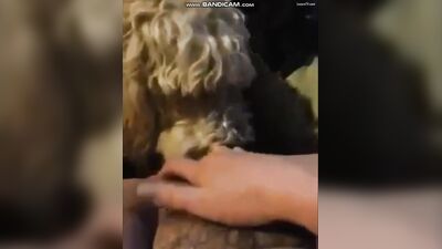 loud moaning teen gets hairy pussy licked