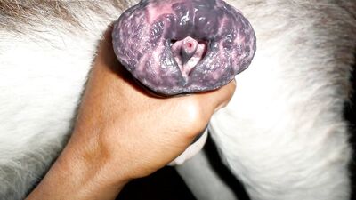 the animals fuck the boy in womens underwear