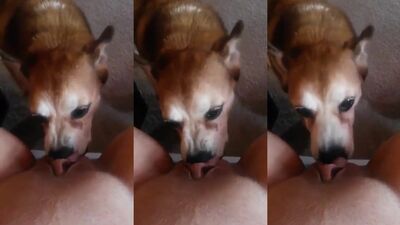 little dog licking pretty pussy
