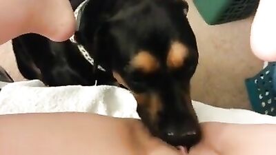 Licked to Orgasm while babysitting