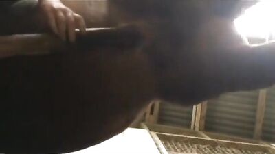 HORSE PENETRATE PUSSY COMPILATION