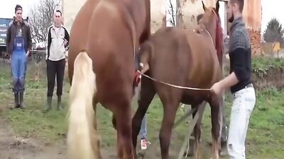 Horse