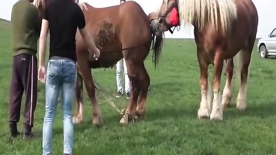 Horse