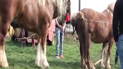 Horse