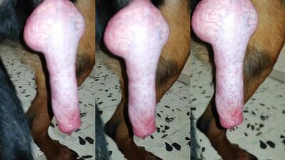 Huge cock rottweiler
