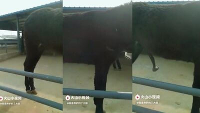 Majestic Fillys Devour Stallion Cream