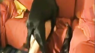 german 19yo dog fuck knot orgasm