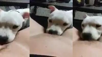 Friends wife licked by dog