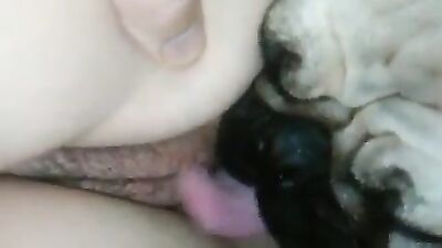 Helping dog lick passed out teen pussy