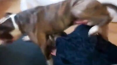Puppy Playtime Surprise - Tied Up For Canine Caresses