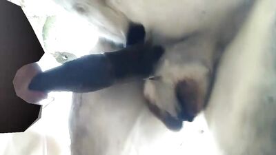 the gay boy sucking the donkeys cock