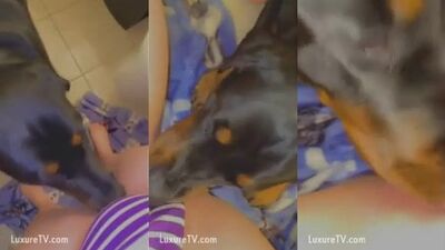Female dog loves pussy