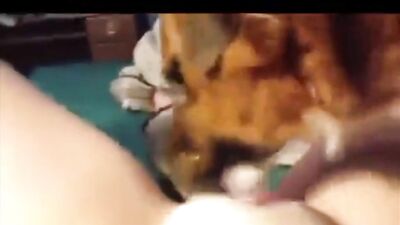Dog Licking Pussy Compilation