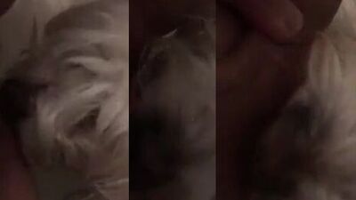 Dog licks older woman