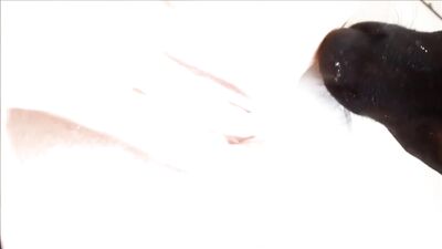 dog licking the students pussy