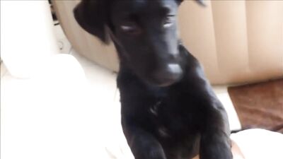 dog licking the students pussy