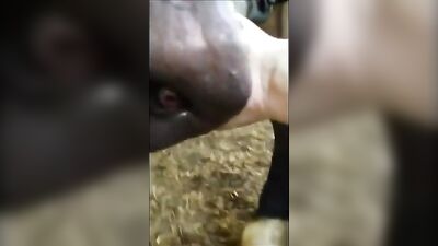 Draft Horse