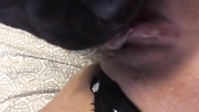 Dog licks honey off of pussy