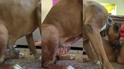 Canine Cutie Devours Cock