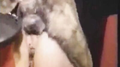 Boquete Animal