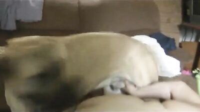 chubby and big dog 1