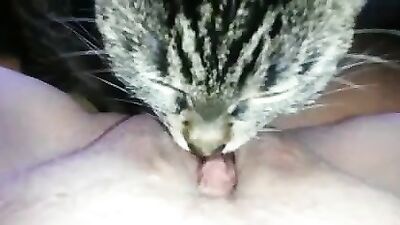 Cat Tounge