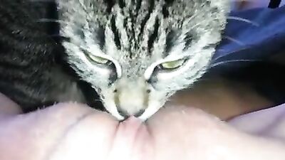 Cat Tounge